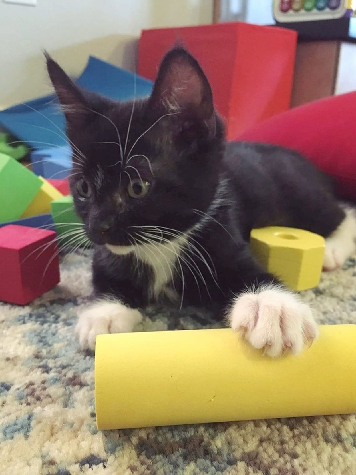 Adopt a Pet | Cashew